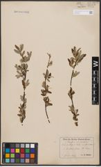 Foto von Salix aurita L. x Salix repens L.